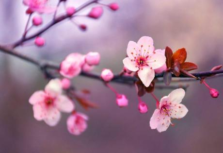 Fiori di ciliegio rosa su un ramo sfocato.