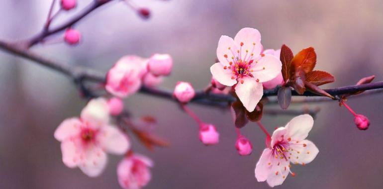 Fiori di ciliegio rosa su un ramo sfocato.